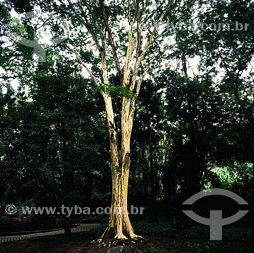  (Caesalpinia ferrea) Leopard Tree - Botanic Garden - Rio de Janeiro city - Rio de Janeiro state - Brazil 