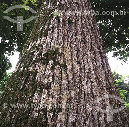  (Swietenia macrophylla) Big-leaf Mahogany - tree - Botanic Garden - Rio de Janeiro city - Rio de Janeiro state - Brazil 