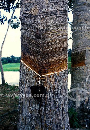 (Hevea brasiliensis) Rubber Tree - Rondonia state - Brazil 