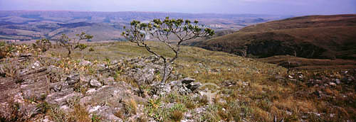  Serra da Canastra National Park - vegetation of rocky fields - Cerrados of Minas Gerais state - Brazil 