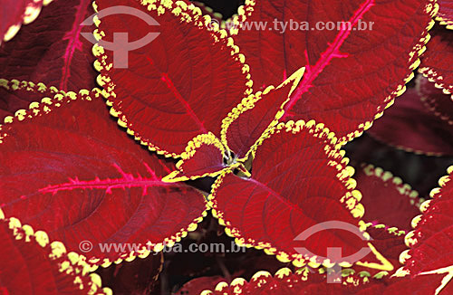  (Coleus blumei) Flame Nettle - flower 