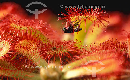  (Drosera rotundifolia) Round-Leafed Sundew - carnivorous plant with a fly 