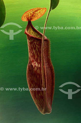  Carnivorous plant 