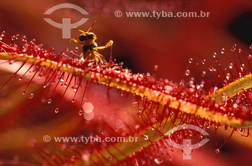  Subject: Drosera (Drosera capensis) - carnivorous plant with a bee / Place:  / Date: 1995 