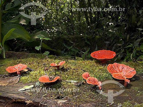  Fungus - Red mushroom 