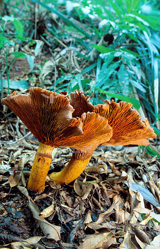  Mushrooms of the Atlantic Rainforest - Brazil 