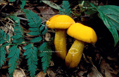  Detail of yellow mushrooms found in the Atlantic Rainforest - Brazil 