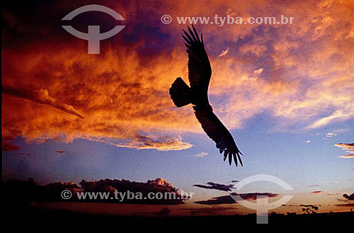  Bird flying at sunset 