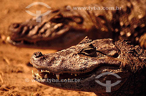  (Caiman latirostris) Broad-snouted caiman - Alligator - Pantanal National Park* - Mato Grosso state - Brazil  * The Pantanal Region in Mato Grosso state is a UNESCO World Heritage Site since 2000. 