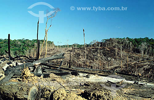  Forestry - tropical rainforest in Southern Bahia State, which has been deforested and burned. Habitat of Golden Lion Tamarin - Brazil 