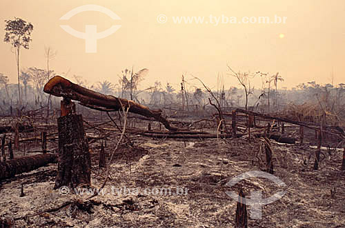  Burning and deforestation in Alta Floresta region  - Mato Grosso state (MT) - Brazil