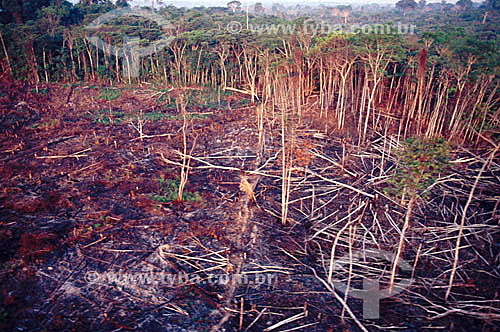  Deforestation of Amazon forest - Wood industry - Brazil 
