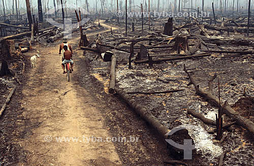  People riding a bike in the middle of burned forest  after a forest fire in Amazon Rain Forest 