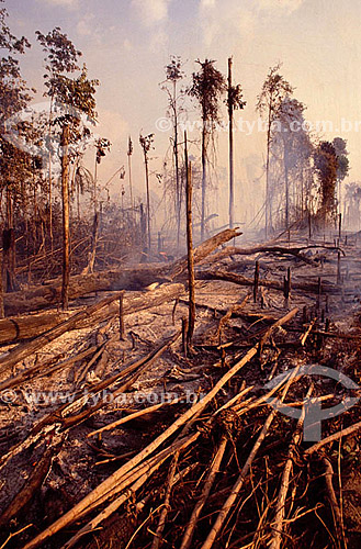  Burning - Deforestation - Amazon Forest Fire - Brazil 