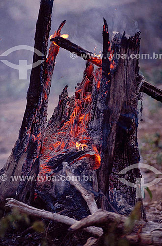  Burning - Deforestation - Amazon Forest Fire - Brazil 