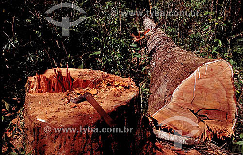  Deforestation - Man with a chainsaw cutting a tree - Amazonian Forest  - Brazil