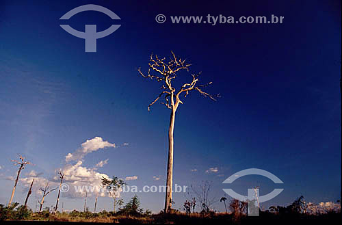  Deforestation - Burning at the Amazonian Forest -  Para state, near Maraba city - Brazil 