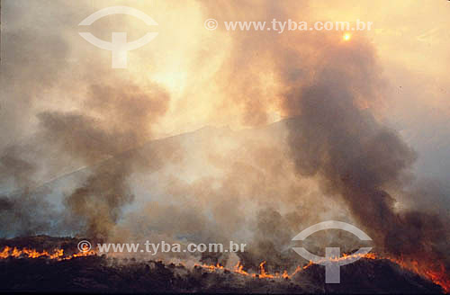  Deforestation - Burning at the National Park of Itatiaia - Atlantic Rainforest - Rio de Janeiro state - Brazil 