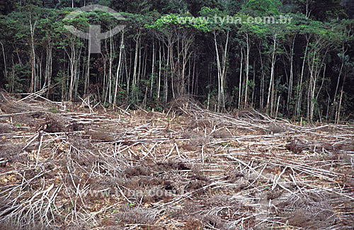 Deforestation - Burning at the Amazon Rainforest -  Para state, near Maraba city - Pará state - Brazil  