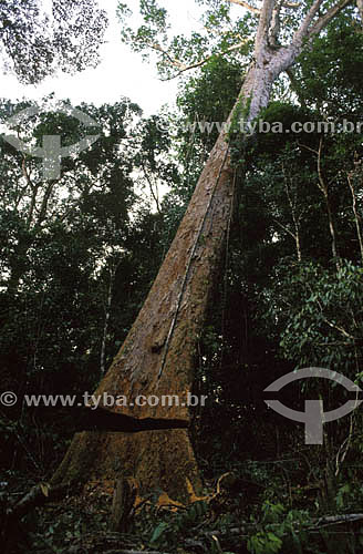  (Dinizia excelsa) Angelim Vermelho - deforestation in Amazonian - Brazil 