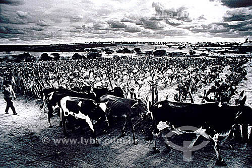  Man and cows during the Drought in the Northeast of Brazil - Caatinga region (Savanna) - Brazil  