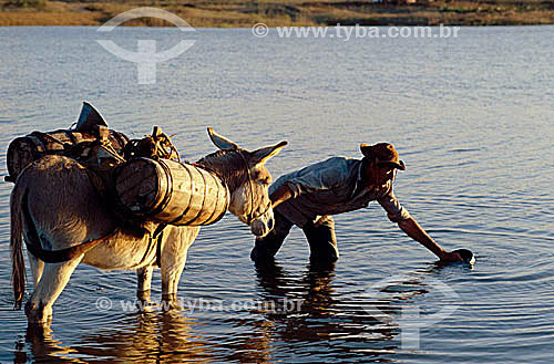  Water seller with donkey in the drought - Aiuaba - Ceara state - Brazil 