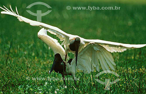  (Jabiru mycteria) - Jabiru with open wings - Pantanal National Park* - Mato Grosso state - Brazil  * The Pantanal Region in Mato Grosso state is a UNESCO World Heritage Site since 2000. 