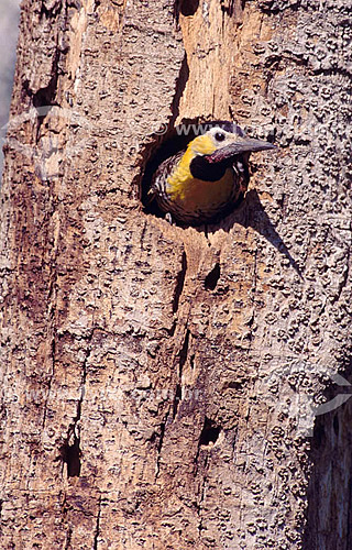  (Colaptes campestris) - Campo Flicker in tree hole - Pantanal National Park* - Mato Grosso state - Brazil  * The Pantanal Region in Mato Grosso state is a UNESCO World Heritage Site since 2000.  