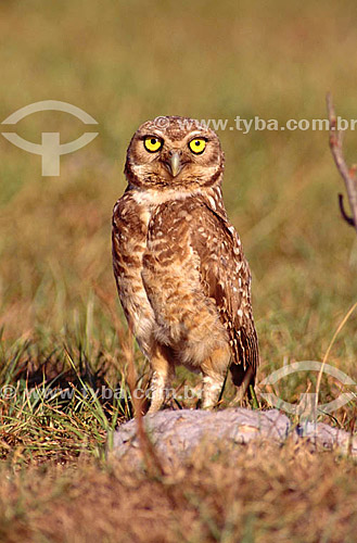  (Speotyto cunicularia) Burrowing owl - Pantanal National Park* - Mato Grosso state - Brazil  * The Pantanal Region in Mato Grosso state is a UNESCO World Heritage Site since 2000. 