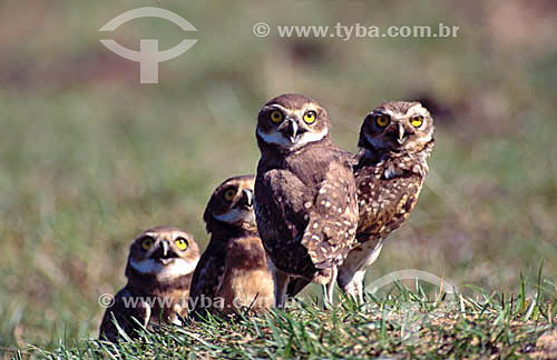  (Speotito cunicularia) Burrowing owls - Pantanal National Park* - Mato Grosso state - Brazil  * The Pantanal Region in Mato Grosso state is a UNESCO World Heritage Site since 2000. 