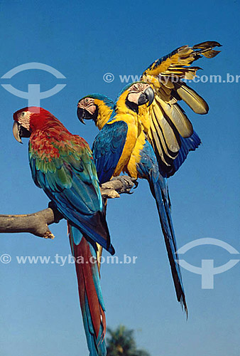  (Ara chloroptera) Green-winged Macaw and (Ara ararauna) Blue-And-Yellow Macaw in tree branch - Pantanal National Park* - Mato Grosso state - Brazil  * The Pantanal Region in Mato Grosso state is a UNESCO World Heritage Site since 2000. 