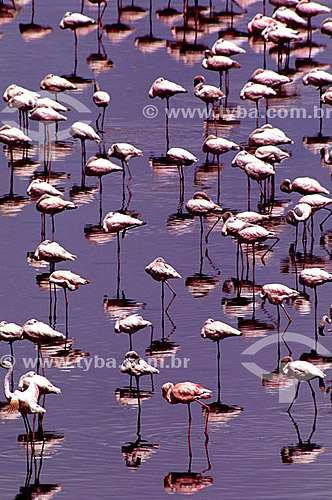 (Phoenicopterus minor) Lesser Flamingos - Pantanal National Park* - Mato Grosso state - Brazil  * The Pantanal Region in Mato Grosso state is a UNESCO World Heritage Site since 2000. 