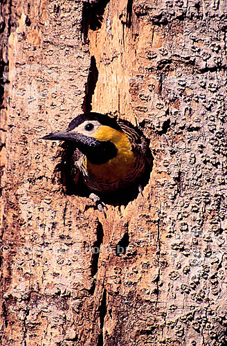  (Colaptes campestris) Campo Flicker in tree hole - Pantanal National Park* - Mato Grosso state - Brazil  * The Pantanal Region in Mato Grosso state is a UNESCO World Heritage Site since 2000.  