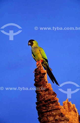  (Nandayus nenday) - Black-Hooded Parakeet - Pantanal National Park* - Mato Grosso state - Brazil  * The Pantanal Region in Mato Grosso state is a UNESCO World Heritage Site since 2000. 