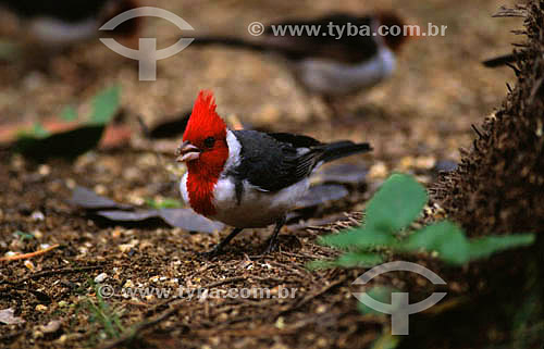  (Paroaria coronata) Red-crested cardinal -  Pantanal National Park* - Mato Grosso state - Brazil  * The Pantanal Region in Mato Grosso state is a UNESCO World Heritage Site since 2000. 