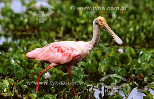  (Ajaia ajaia) Roseate Spoonbill - Pantanal National Park* - Mato Grosso state - Brazil  * The Pantanal Region in Mato Grosso state is a UNESCO World Heritage Site since 2000. 