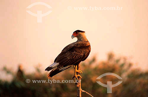  (Polyborus plancus) Crested Caracara - Pantanal National Park* - Mato Grosso state - Brazil  * The Pantanal Region in Mato Grosso state is a UNESCO World Heritage Site since 2000. 