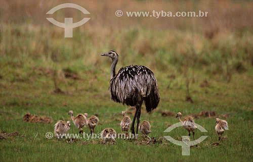  (Rhea americana) Greater Rhea with youngs - Pantanal National Park* - Mato Grosso state - Brazil  * The Pantanal Region in Mato Grosso state is a UNESCO World Heritage Site since 2000. 
