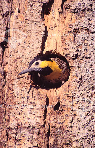  (Colaptes campestris) Campo Flicker - Pantanal National Park* - Mato Grosso state - Brazil  * The Pantanal Region in Mato Grosso state is a UNESCO World Heritage Site since 2000. 