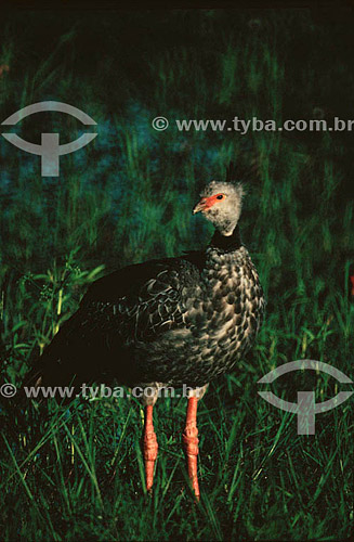 (Chauna torquata) Southern Screamer - Pantanal National Park* - Mato Grosso state - Brazil  * The Pantanal Region in Mato Grosso state is a UNESCO World Heritage Site since 2000. 