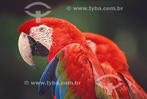 (Ara macao) Scarlet Macaw - Pantanal National Park* - Mato Grosso state - Brazil  * The Pantanal Region in Mato Grosso state is a UNESCO World Heritage Site since 2000. 