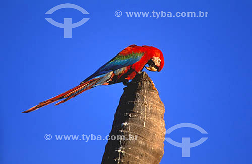  (Ara chloroptera) Red-and-Green Macaw checking the nest -  Pantanal of Mato Grosso* - Mato Grosso State - Brazil    *The Pantanal of Mato Grosso is a UNESCO World Heritage Site since 2000. 