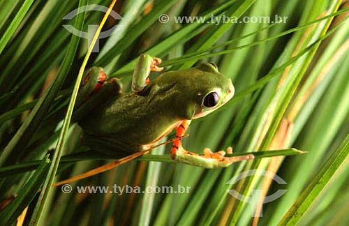  (Phyllomedusa hypochondrialis) Tree Frog - Pantanal National Park* - Mato Grosso state - Brazil  * The Pantanal Region in Mato Grosso state is a UNESCO World Heritage Site since 2000. 