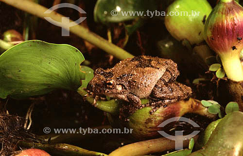  (Scinax acuminata) Hylidae Frogs - Pantanal National Park* - Mato Grosso state - Brazil  * The Pantanal Region in Mato Grosso state is a UNESCO World Heritage Site since 2000. 