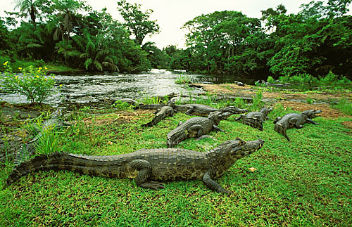  (Caiman crocodylus yacare) - group of Yacare Caimans - Pantanal National Park* - Mato Grosso state - Brazil  * The Pantanal Region in Mato Grosso state is a UNESCO World Heritage Site since 2000. 