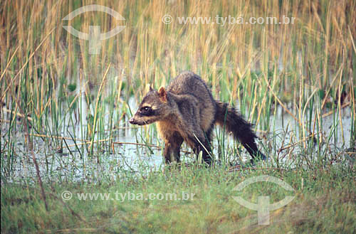  (Nasua nasua) Ring-tailed Coati - Pantanal National Park* - Mato Grosso state - Brazil  * The Pantanal Region in Mato Grosso state is a UNESCO World Heritage Site since 2000. 
