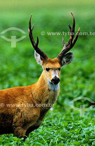  (Blastocerus dichotomus) Marsh deer -  Pantanal National Park* - Mato Grosso state - Brazil  * The Pantanal Region in Mato Grosso state is a UNESCO World Heritage Site since 2000. 