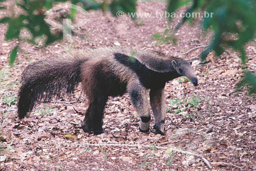  (Myrmecophaga tridactyla) Giant Anteater - Pantanal National Park* - Mato Grosso state - Brazil  * The Pantanal Region in Mato Grosso state is a UNESCO World Heritage Site since 2000. 