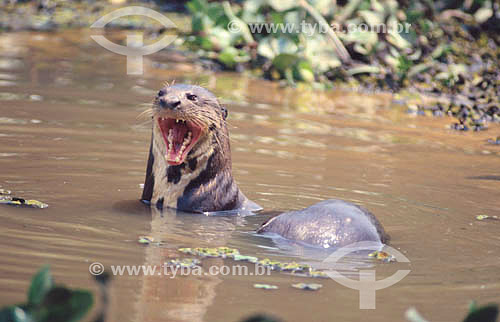  (Pteronura brasiliensis) Giant Otter - Pantanal National Park* - Mato Grosso state - Brazil  * The Pantanal Region in Mato Grosso state is a UNESCO World Heritage Site since 2000. 
