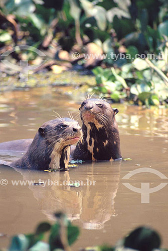  (Pteronura brasiliensis) Giant Otter - Pantanal National Park* - Mato Grosso state - Brazil  * The Pantanal Region in Mato Grosso state is a UNESCO World Heritage Site since 2000. 